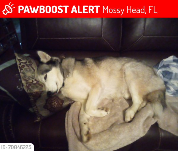 Lost Male Dog last seen Guinevere lane and Valleyview , Mossy Head, FL 32433