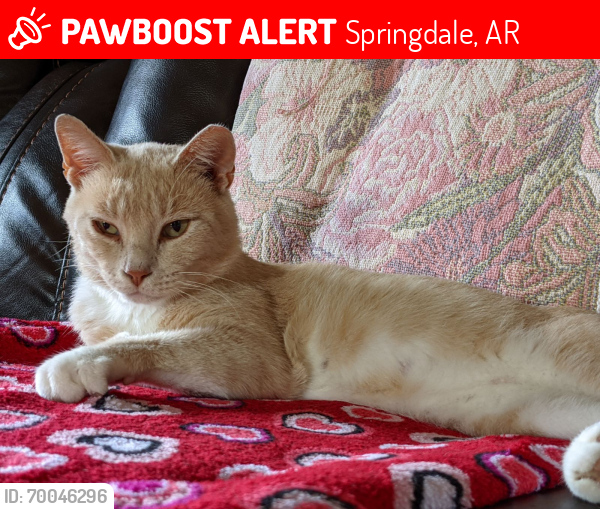 Lost Male Cat last seen Arapaho, Springdale, AR 72764