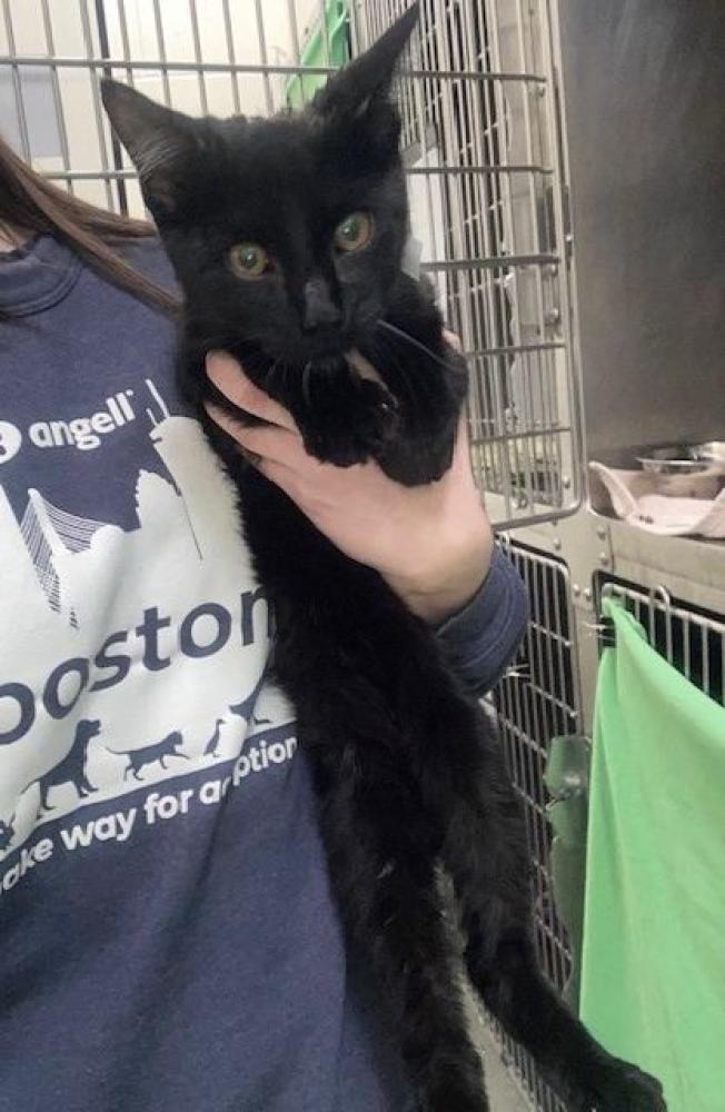 Shelter Stray Male Cat last seen DORCHESTER, Boston, MA 02130