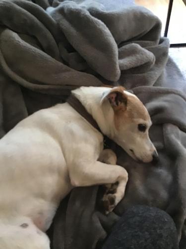 Lost Male Dog last seen Spruce St and Shoreline Hwy, Mill Valley, CA 94941