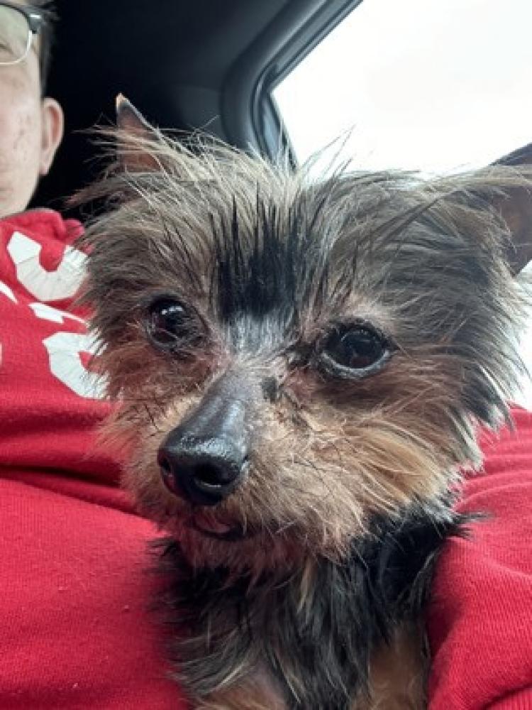 Shelter Stray Female Dog last seen San Antonio, TX 78250, San Antonio, TX 78229