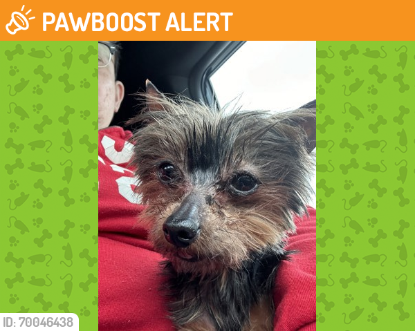 Shelter Stray Female Dog last seen San Antonio, TX 78250, San Antonio, TX 78229