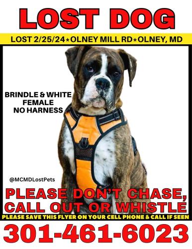 Lost Female Dog last seen Near Richwood Lane Brookeville MD 20833, Brookeville, MD 20833