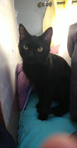 Lost Male Cat last seen The corner of SE 4th St and SE Chicago st, Albany, OR 97321