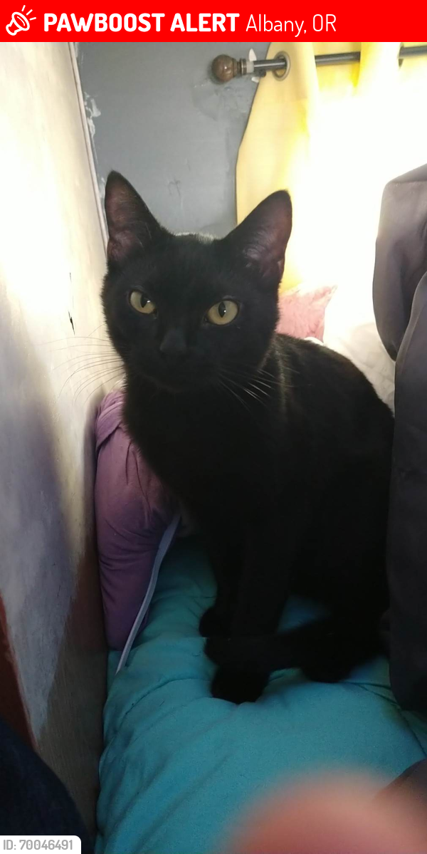 Lost Male Cat last seen The corner of SE 4th St and SE Chicago st, Albany, OR 97321