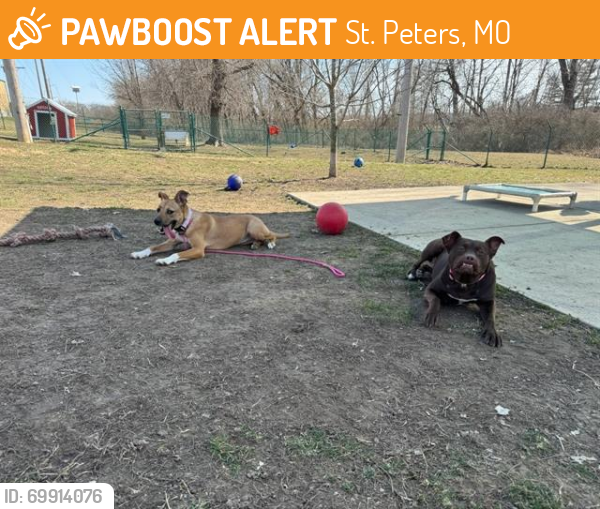 Shelter Stray Female Dog last seen ST PETERS, St. Peters, MO 63376