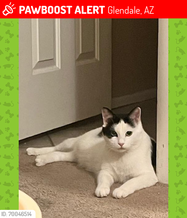 Lost Male Cat last seen 63rd Ave and Grovers, Glendale, AZ 85308
