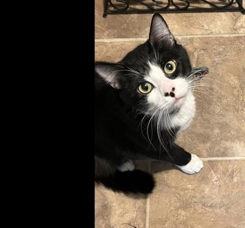 Lost Male Cat last seen 4th st, Massillon, OH 44646