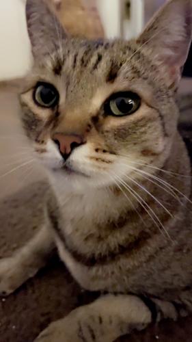 Lost Female Cat last seen Speedway and Pantano, Tucson, AZ 85710