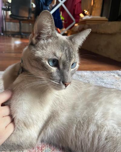 Lost Female Cat last seen On the roundabout at end of Buckaroo Circle, Wimberley, TX 78676