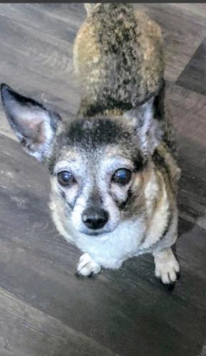 Lost Male Dog last seen Weisner/Corona , Las Cruces, NM 88012