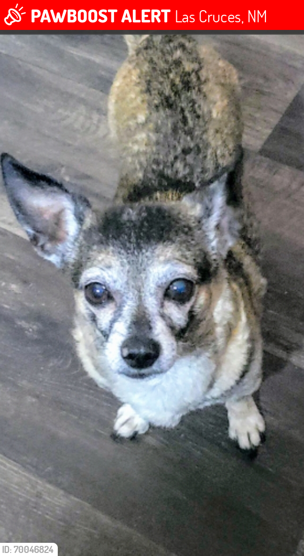 Lost Male Dog last seen Weisner/Corona , Las Cruces, NM 88012