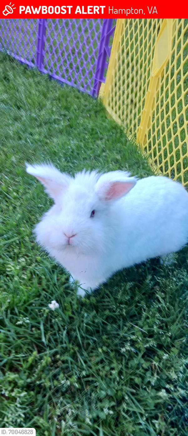 Lost Male Rabbit last seen Pembroke Ave, Hampton, VA 23663