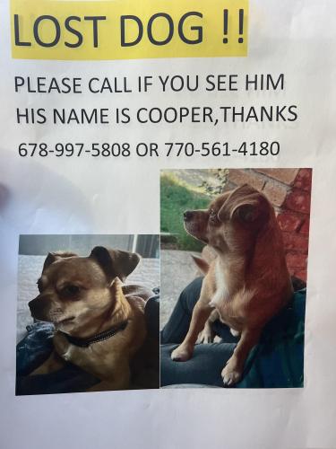 Lost Male Dog last seen Walnut rd Gainesville ga 30506, Gainesville, GA 30506