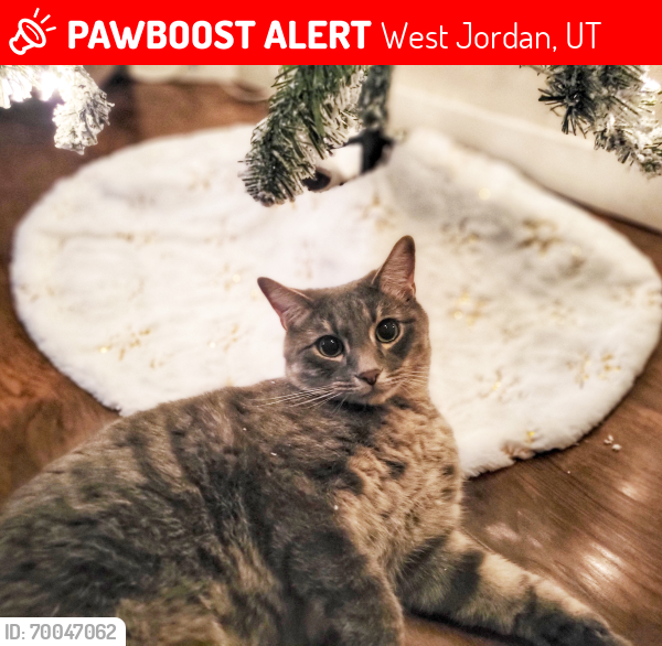 Lost Male Cat last seen 6800s Dixie Drive , West Jordan, UT 84084