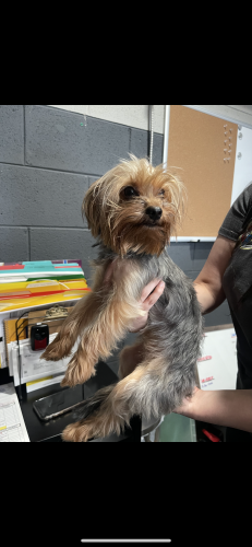 Found/Stray Female Dog last seen Central ave, Brownsville, TX 78521