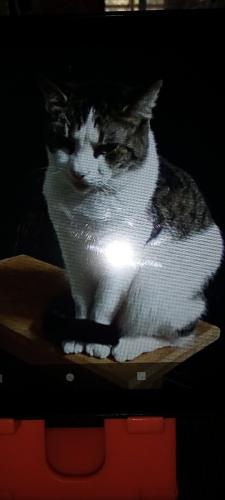 Lost Male Cat last seen Near Nina Marie ave Murfreesboro TN , Murfreesboro, TN 37129