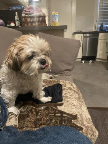 Lost Male Dog last seen Powell and Broadway, San Francisco, CA 94133