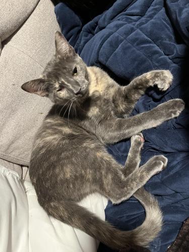 Lost Female Cat last seen Near Welsh ave college station TX 77840, College Station, TX 77840