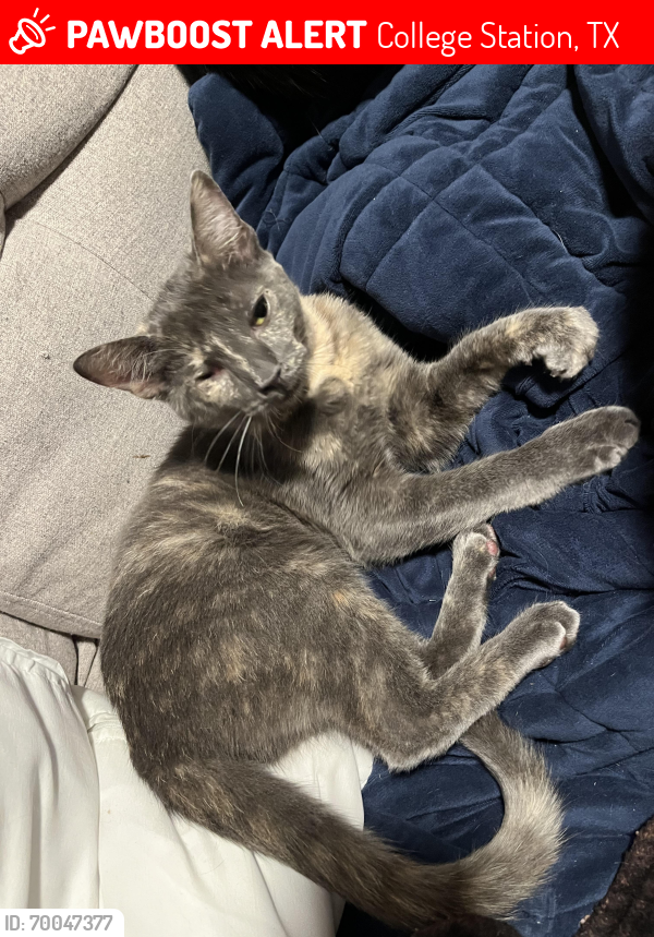 Lost Female Cat last seen Near Welsh ave college station TX 77840, College Station, TX 77840