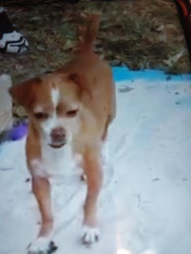 Lost Female Dog last seen Outside perimeter of Enchanted Forest Elaine Gordon Park, North Miami, FL 33161
