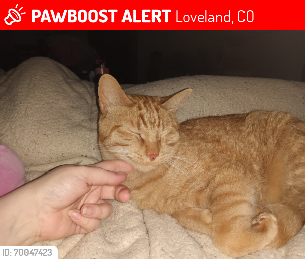 Lost Male Cat last seen Monroe ave and 1 st, Loveland, CO 80537