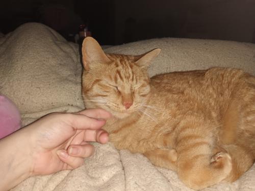 Lost Male Cat last seen Monroe ave and 1 st, Loveland, CO 80537