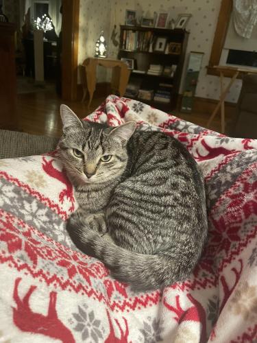 Lost Female Cat last seen Dorothy Ave , Worcester, MA 01606