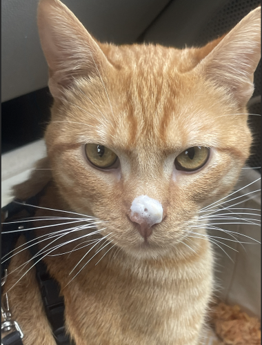 Lost Male Cat last seen Caswell and Beethoven, Los Angeles, CA 90066