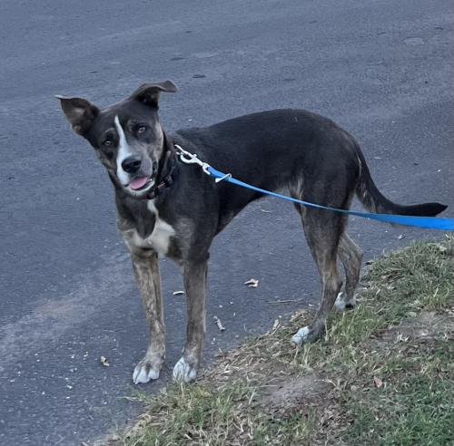 Lost Female Dog last seen Around 59th Ave and Encanto Blvd , Phoenix, AZ 85035