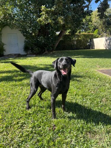 Lost Male Dog last seen 31st road and coral way, Miami, FL 33129