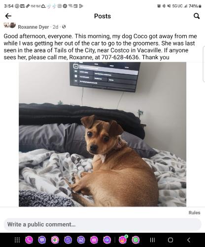 Lost Female Dog last seen Hume Way and Davis St, Vacaville, CA 95687
