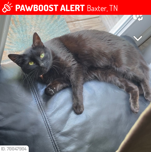 Lost Female Cat last seen 1st ave n baxter tn , Baxter, TN 38544