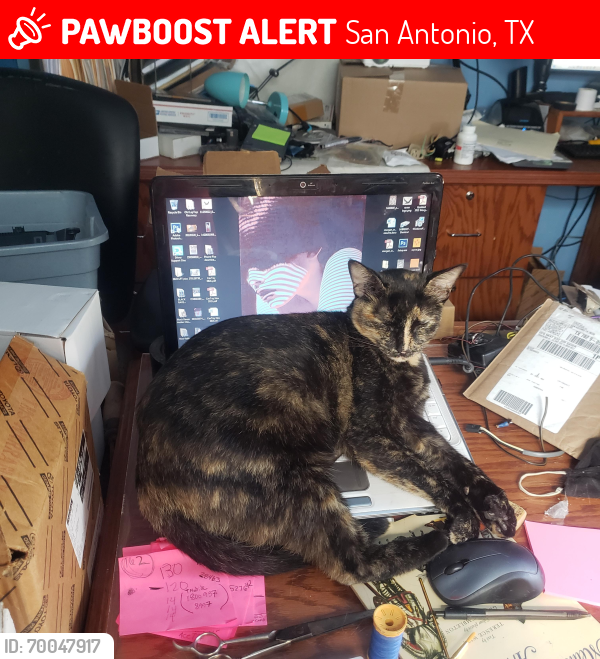 Lost Female Cat last seen E. Sunshine Dr. between Slayden and Tillman, San Antonio, TX 78228
