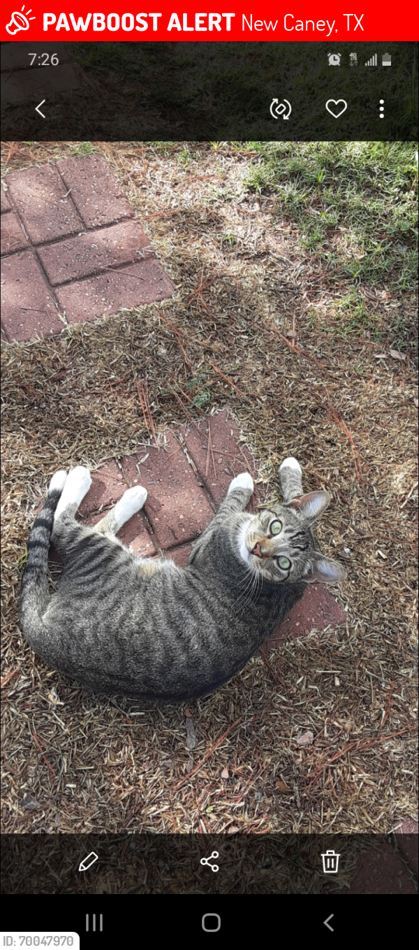 Lost Female Cat last seen Forest Retreat rv park and Sallas park , New Caney, TX 77357