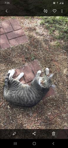 Lost Female Cat last seen Forest Retreat rv park and Sallas park , New Caney, TX 77357