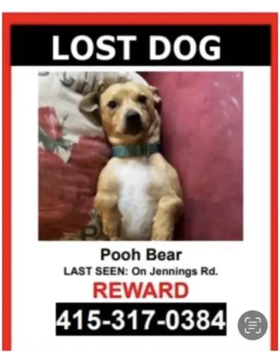 Lost Male Dog last seen Shafter St, San Francisco, CA 94124