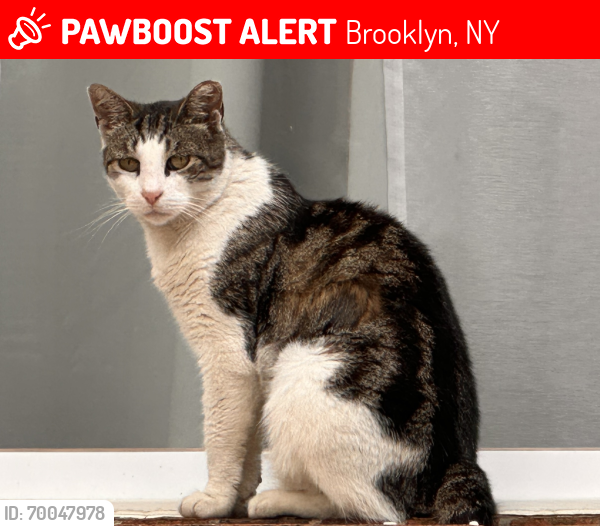 Lost Unknown Cat last seen 72nd Street & 21st Ave, Brooklyn, Brooklyn, NY 11204
