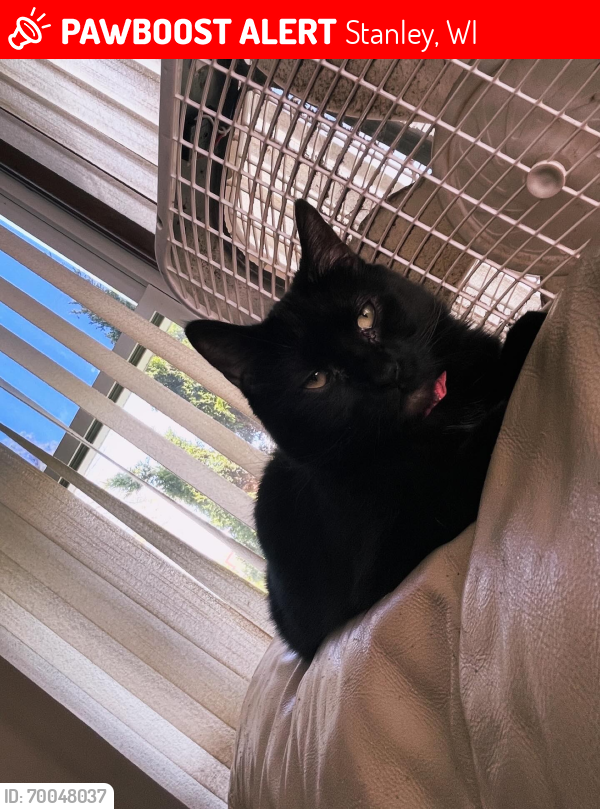 Lost Female Cat last seen E 5th Avenue and Park, Stanley, WI 54768