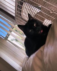 Lost Female Cat last seen E 5th Avenue and Park, Stanley, WI 54768