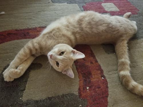 Lost Male Cat last seen Tractor Supply & Rudy's BBQ , Tyler, TX 75702