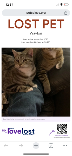 Lost Male Cat last seen Indianola road, Des Moines, IA 50320