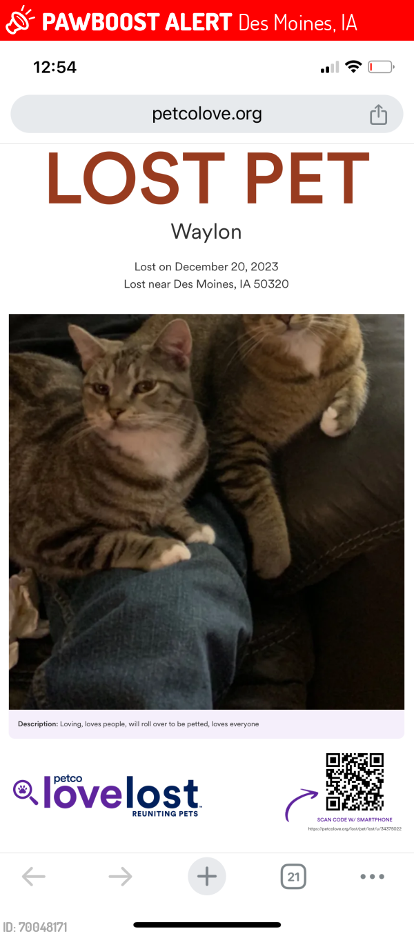 Lost Male Cat last seen Indianola road, Des Moines, IA 50320