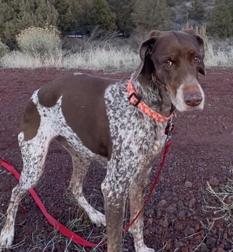 Lost Female Dog last seen Bear Creek and 27th, Bend, OR 97702