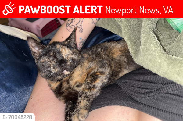 Lost Female Cat last seen Stoneyrun elementary, Newport News, VA 23608