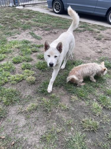 Lost Male Dog last seen Central and Adams, Los Angeles, CA 90011