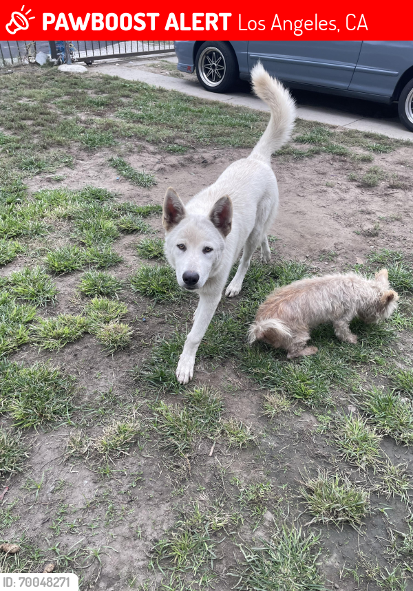 Lost Male Dog last seen Central and Adams, Los Angeles, CA 90011