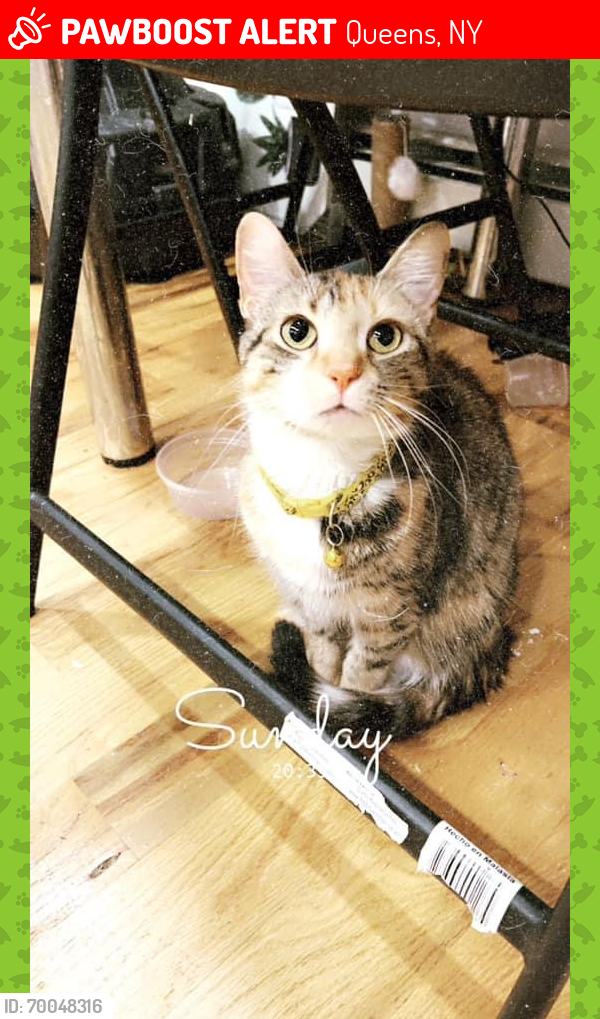 Lost Female Cat last seen Near street 109th ave, Queens, NY 11412