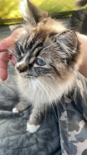 Lost Female Cat last seen Mckellips Rd and Recker Rd, Frys Gas Station, Mesa, AZ 85215