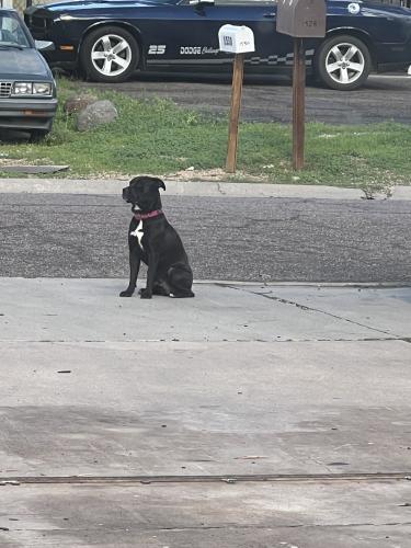 Lost Male Dog last seen 15th Ave & Hatcher Rd, Phoenix, AZ 85003